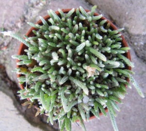 2010-06-21 16-21-54_0064 uitsnede