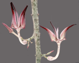 C stapeliformis uitsnede