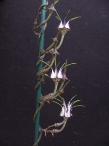 Ceropegia 2