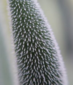 Crassula Tenelli blad