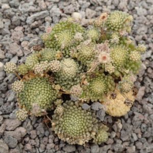 Monanthes 3