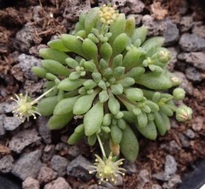 Monanthes 4