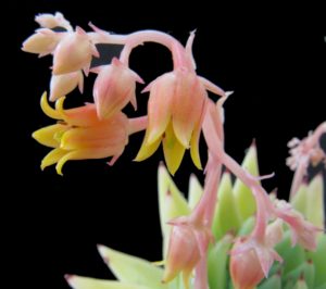 agavoides 2