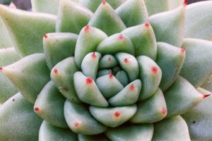 agavoides 3