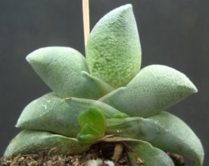 glomerata 2