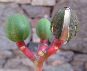 jatropha 3