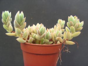 lanuginosa 2
