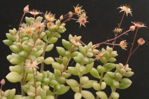 monanthes 2