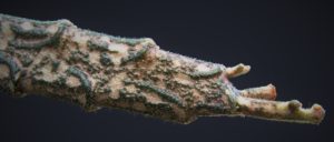 platyclada 1