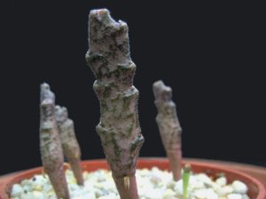 platyclada 6