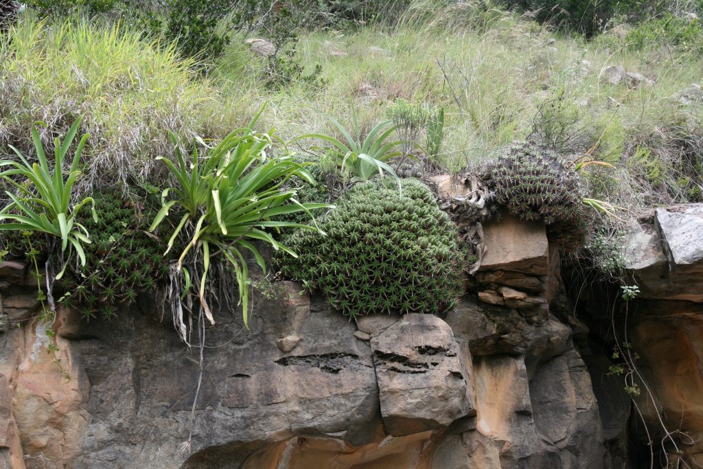 Euphorbia pulvinata