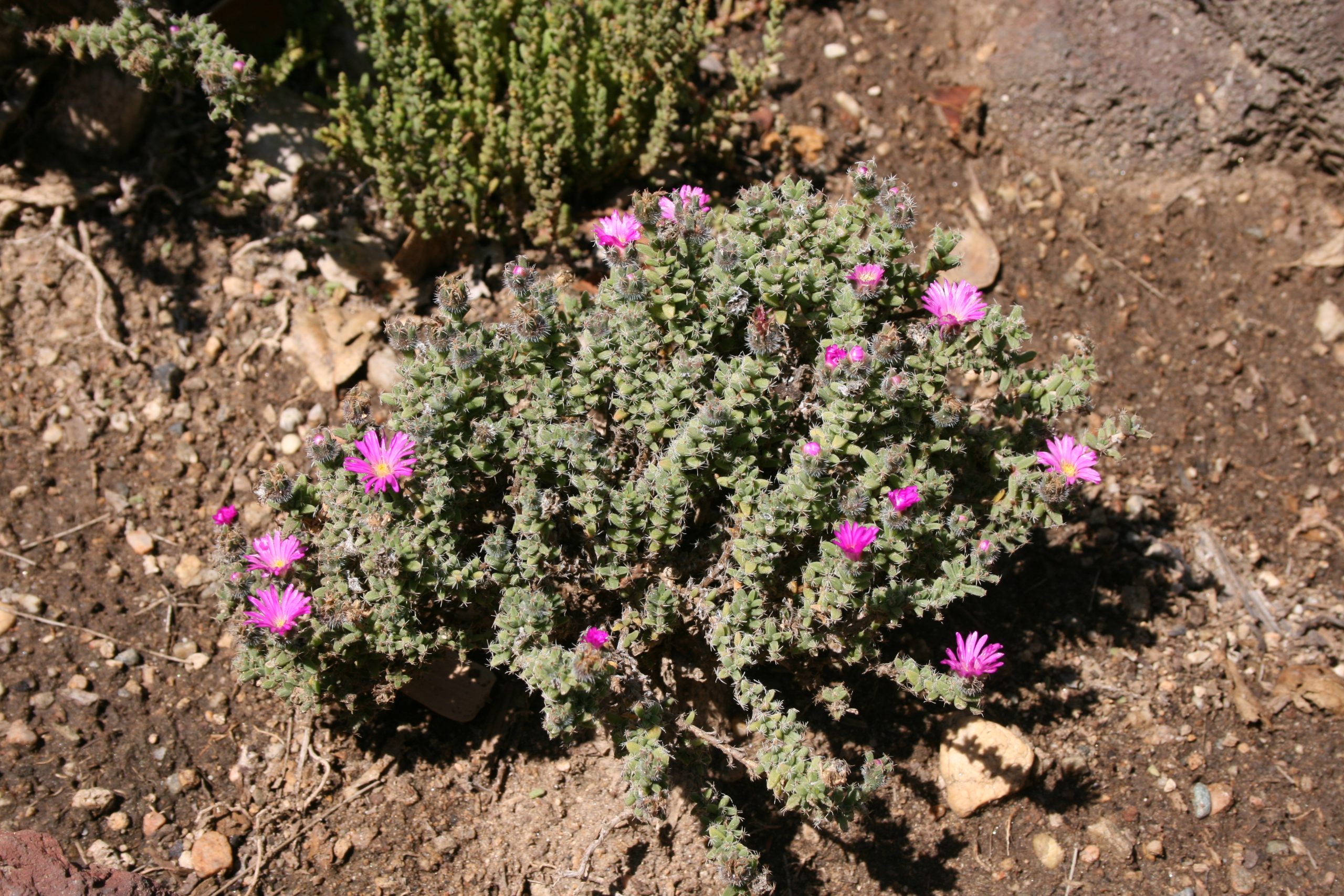 Trichodiadema