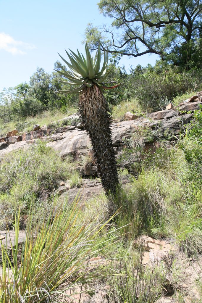 Aloe ferox