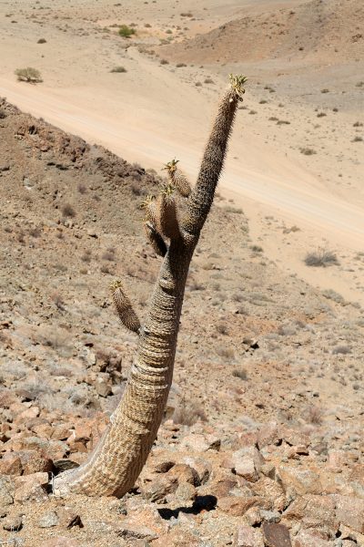 Pachypodium namaquanum