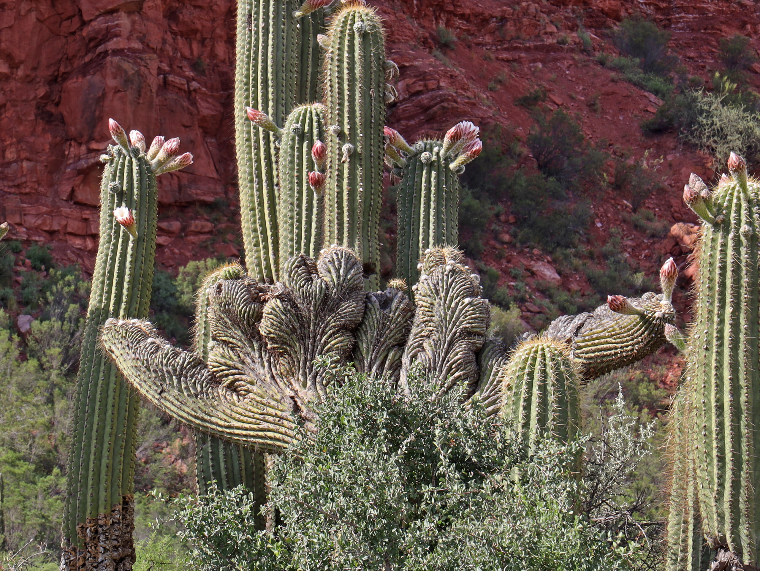Trichocereus terscheckii