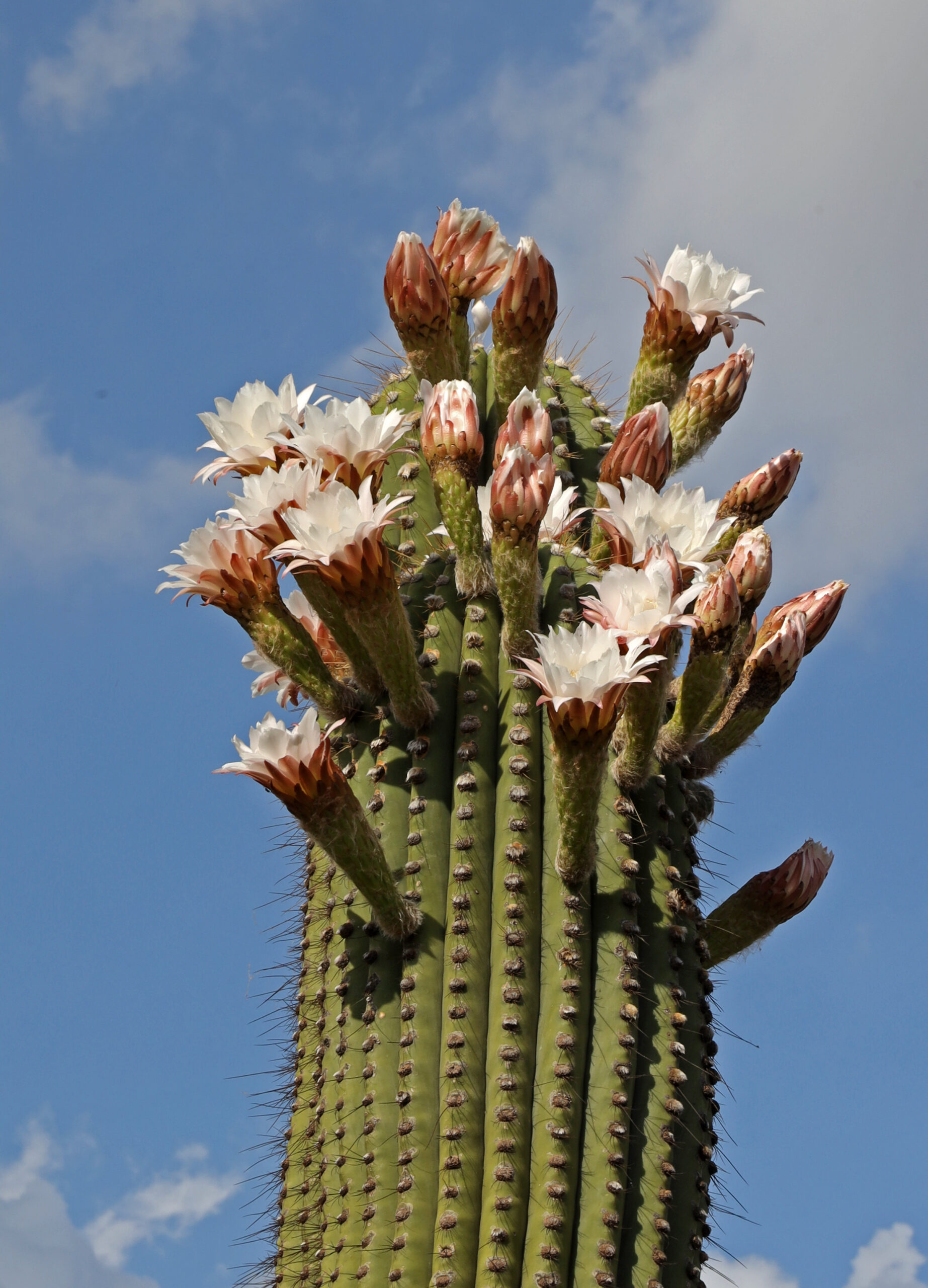 Trichocereus terscheckii