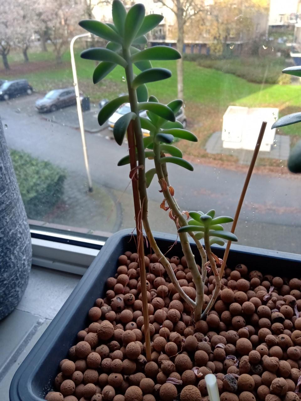 plantje