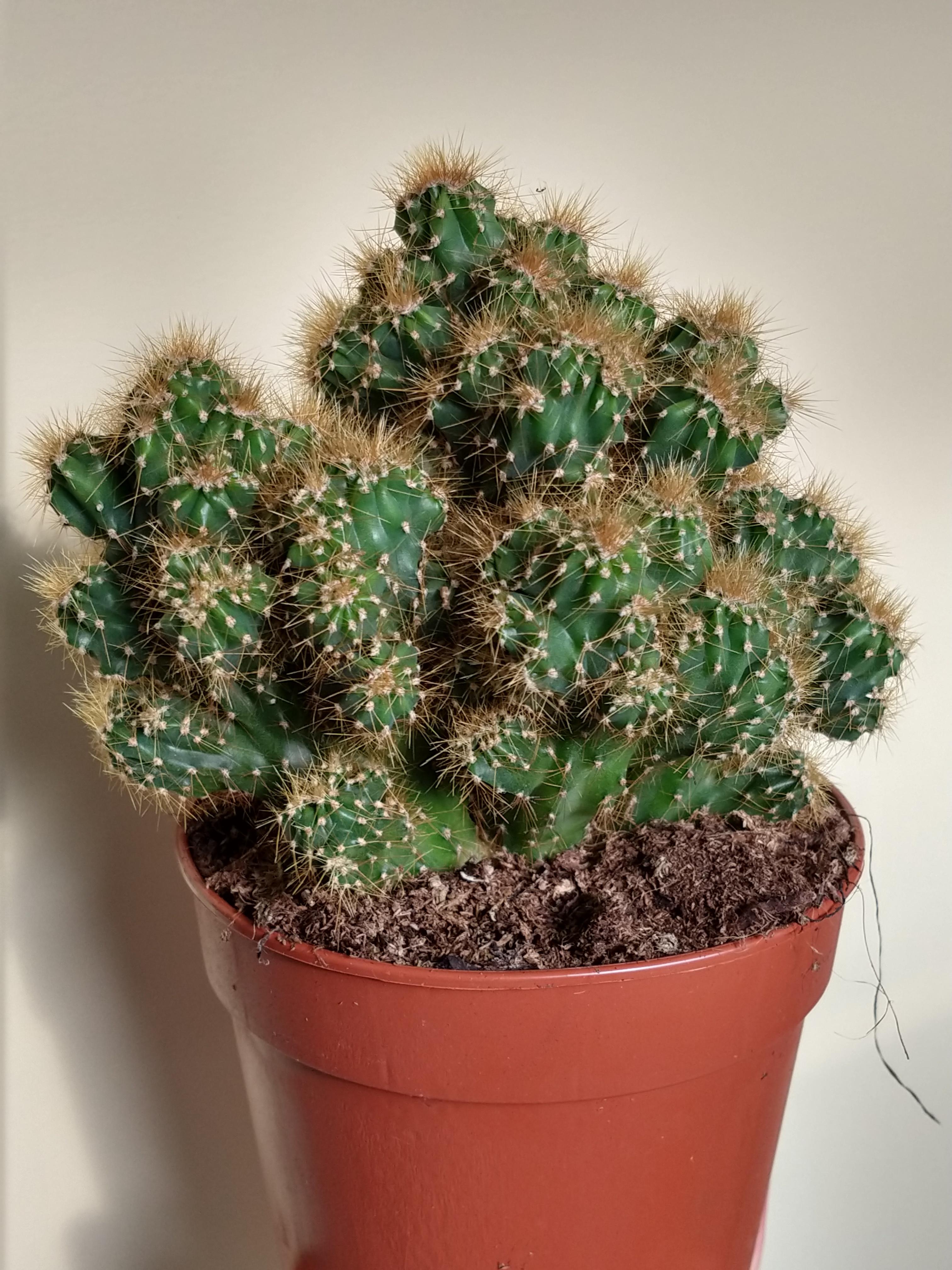 Cereus peruvianus monstrosus